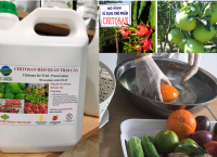 ỨNG DỤNG CHITOSAN TRONG BẢO QUẢN TRÁI CÂY