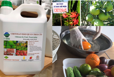 ỨNG DỤNG CHITOSAN TRONG BẢO QUẢN TRÁI CÂY